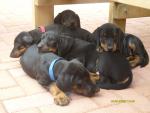 Heap of Puppies